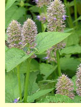 Лофант барберы (Agastache barberi) Лофант барберы (Agastache barberi)